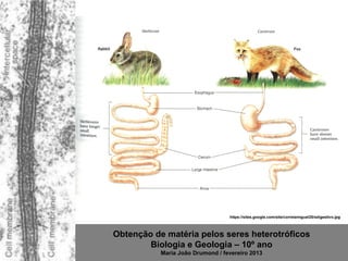 https://sites.google.com/site/correiamiguel25/sdigestivo.jpg



Obtenção de matéria pelos seres heterotróficos
        Biologia e Geologia – 10º ano
           Maria João Drumond / fevereiro 2013
 
