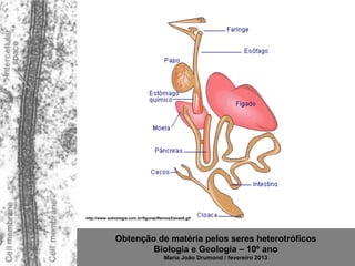 http://www.sobiologia.com.br/figuras/Reinos3/aves5.gif




               Obtenção de matéria pelos seres heterotróficos
                       Biologia e Geologia – 10º ano
                                        Maria João Drumond / fevereiro 2013
 