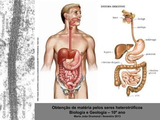 http://news.slnutrition.com/wp-content/uploads/2011/12/digestive_tract.jpg




                                                                             Obtenção de matéria pelos seres heterotróficos
                                                                                     Biologia e Geologia – 10º ano
                                                                                        Maria João Drumond / fevereiro 2013
 