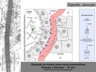 Digestão, absorção




http://courses.bio.indiana.edu/L104-Bonner/F09/imagesF09/L3/digestion%20diagrams.jpg




                                                                                       Obtenção de matéria pelos seres heterotróficos
                                                                                               Biologia e Geologia – 10º ano
                                                                                                  Maria João Drumond / fevereiro 2013
 