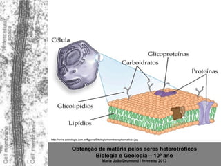 http://www.sobiologia.com.br/figuras/Citologia/membranaplasmatica4.jpg



                Obtenção de matéria pelos seres heterotróficos
                        Biologia e Geologia – 10º ano
                                         Maria João Drumond / fevereiro 2013
 