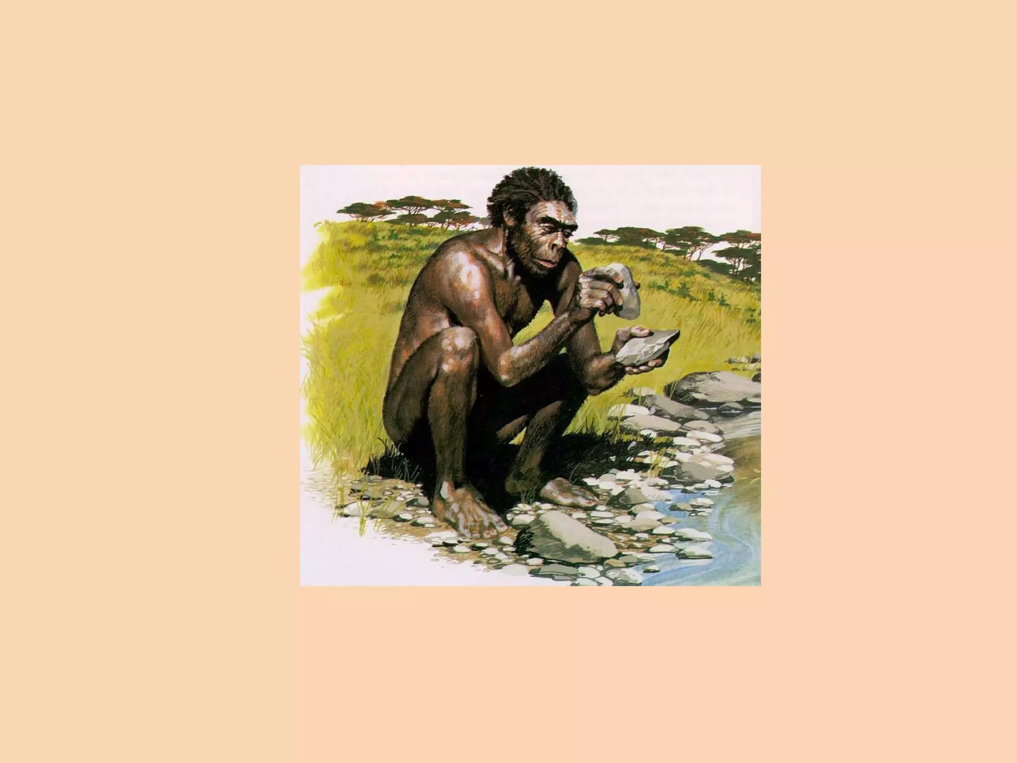 4 Homo Habilis | PPT