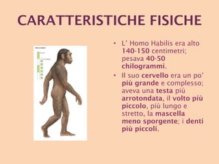 CARATTERISTICHE   FISICHE L’ Homo Habilis era alto  140 - 150  centimetri; pesava  40 - 50   chilogrammi .  Il suo  cervello  era un po’  più   grande  e complesso; aveva una  testa  più  arrotondata , il  volto   più piccolo , più lungo e stretto, la  mascella   meno sporgente ; i  denti più piccoli . 