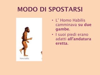 MODO   DI SPOSTARSI L’ Homo Habilis  camminava  su due gambe .  I suoi piedi erano adatti  all’andatura eretta . 