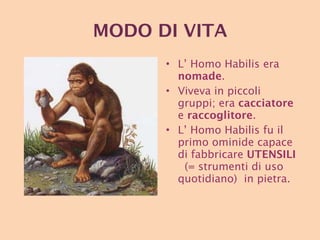 MODO DI VITA L’ Homo Habilis era  nomade . Viveva in piccoli gruppi; era  cacciatore   e  raccoglitore . L’ Homo Habilis fu il primo ominide capace di fabbricare  UTENSILI  (= strumenti di uso quotidiano)  in pietra. 