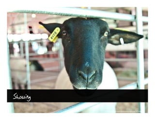 Showing
          http://www.flickr.com/photos/dagnygromer/3474442292/
 