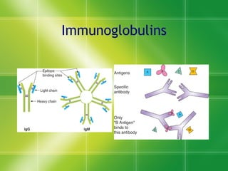Immunoglobulins 