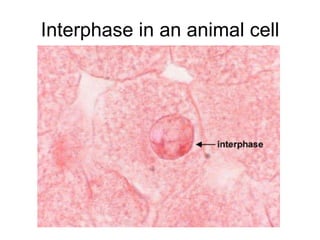 Interphase in an animal cell 