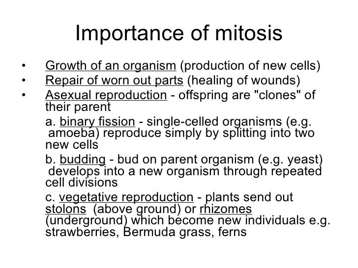 What is the importance of meiosis?