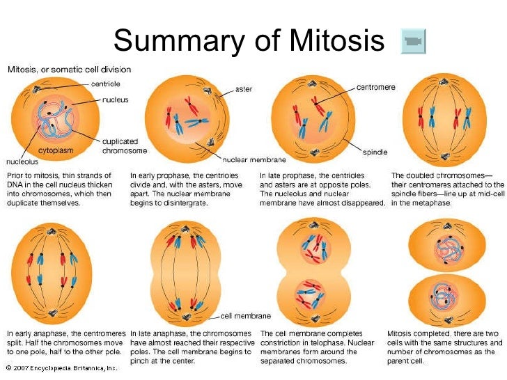 Chapter 18 Cell Division Lesson 4 - The Importance of Mitosis