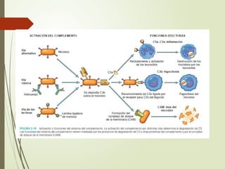 Comprehensive Overview of Acute and Chronic Inflammation: Mechanisms ...