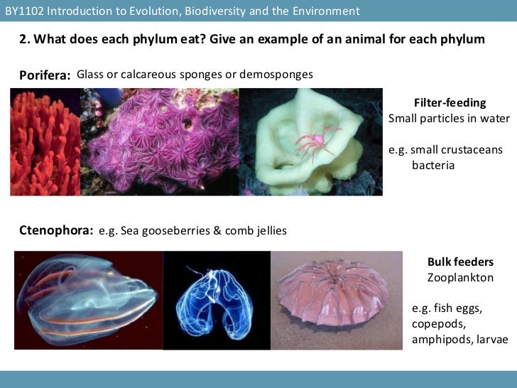 INVERTEBRATE FEEDING TYPES par Judith L. Williams, PhD