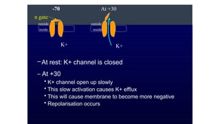 –At rest: K+ channel is closed
– At +30
• K+ channel open up slowly
• This slow activation causes K+ efflux
• This will cause membrane to become more negative
• Repolarisation occurs
outside
inside
-70 At +30
K+ K+
n gate
outside
inside
 