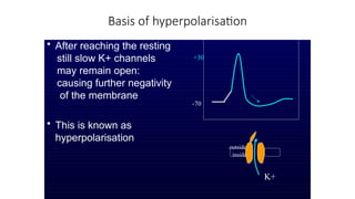 Basis of hyperpolarisation
• After reaching the resting
still slow K+ channels
may remain open:
causing further negativity
of the membrane
• This is known as
hyperpolarisation
-70
+30
outside
inside
K+
 