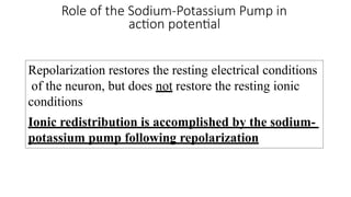 Role of the Sodium-Potassium Pump in
action potential
Repolarization restores the resting electrical conditions
of the neuron, but does not restore the resting ionic
conditions
Ionic redistribution is accomplished by the sodium-
potassium pump following repolarization
 