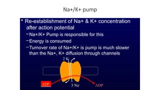 Na+/K+ pump
3 Na+
• Re-establishment of Na+ & K+ concentration
after action potential
–Na+/K+ Pump is responsible for this
–Energy is consumed
–Turnover rate of Na+/K+ is pump is much slower
than the Na+, K+ diffusion through channels
2 K+
ATP ADP
 