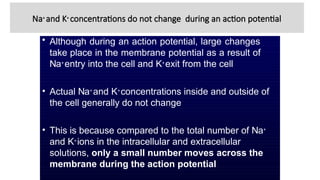Na+
and K+
concentrations do not change during an action potential
• Although during an action potential, large changes
take place in the membrane potential as a result of
Na+
entry into the cell and K+
exit from the cell
• Actual Na+
and K+
concentrations inside and outside of
the cell generally do not change
• This is because compared to the total number of Na+
and K+
ions in the intracellular and extracellular
solutions, only a small number moves across the
membrane during the action potential
 