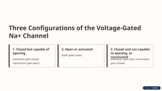 Three Configurations of the Voltage-Gated
Na+ Channel
1. Closed but capable of
opening
(activation gate closed,
inactivation gate open).
2. Open or activated
(both gates open).
3. Closed and not capable
to opening, or
inactivated
(activation gate open, inactivation
gate closed).
 