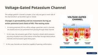 Voltage-Gated Potassium Channel
The voltage gated K+ channel is simpler; it has only one gate in inner side of
the channel which can be either open or closed.
Changes in permeability and ion movement during an
action potential (ionic basis of AP): The resting state
• At resting potential (-90 mv), all the voltage -gated Na+ and K+ channels
are closed and ions are prevented from passing through these channel.
• In this state, the activation gate of Na+ channel is closed, which prevents
any entry of sodium ions to the interior of the fiber through these sodium
channels and inactivation gates being open.
• In this case channels are closed but capable of opening conformation.
 