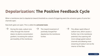 Depolarization: The Positive Feedback Cycle
When a membrane start to depolarize toward threshold as a result of triggering event the activation gates of some Na+
channels open.
Now both gates are open. This is called the activated state.
During this state, sodium ions
influx through the channel
downs its electro-concentration
gradient, increasing the sodium
permeability of the membrane.
The inward movement of
positively charged Na+
depolarizes the membrane
further.
This allows rapid inflow of
sodium ions, which causes a
further rise in the membrane
potential, thus opening still
more voltage-gated sodium
channels and allowing more
streaming of sodium ions to the
interior of the fiber.
 
