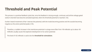 Threshold and Peak Potential
This process is a positive-feedback cycle that, once the feedback is strong enough, continues until all the voltage-gated
sodium channels have become activated (opened), when the threshold potential is reached (- 65).
Further inward movement of Na+ reverses the potential, with the inside becoming positive and the outside becoming
negative as the action potential peaks (+35).
Therefore, a sudden increase in the membrane potential in a large nerve fiber from -90 millivolts up to about -65
millivolts usually causes the explosive development of an action potential.
This level of -65 millivolts is said to be the threshold for stimulation.
 