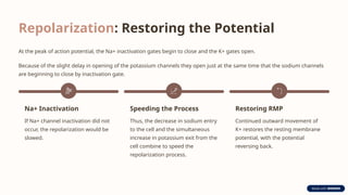 Repolarization: Restoring the Potential
At the peak of action potential, the Na+ inactivation gates begin to close and the K+ gates open.
Because of the slight delay in opening of the potassium channels they open just at the same time that the sodium channels
are beginning to close by inactivation gate.
Na+ Inactivation
If Na+ channel inactivation did not
occur, the repolarization would be
slowed.
Speeding the Process
Thus, the decrease in sodium entry
to the cell and the simultaneous
increase in potassium exit from the
cell combine to speed the
repolarization process.
Restoring RMP
Continued outward movement of
K+ restores the resting membrane
potential, with the potential
reversing back.
 