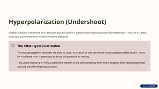 Hyperpolarization (Undershoot)
Further outward movement of K+ through the still open K+ gates briefly hyperpolarized the membrane. Then the K+ gates
close and the membrane returns to resting potential.
The After-Hyperpolarization
The voltage gated K+ channels are slow to close. As a result of this persistent increased permeability to K+ , more
K+ may leave than is necessary to bring the potential to resting.
This slight excessive K+ efflux makes the interior of the cell transiently even more negative than resting potential,
causing the after hyperpolarization.
 