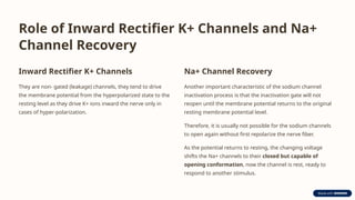 Role of Inward Rectifier K+ Channels and Na+
Channel Recovery
Inward Rectifier K+ Channels
They are non- gated (leakage) channels, they tend to drive
the membrane potential from the hyperpolarized state to the
resting level as they drive K+ ions inward the nerve only in
cases of hyper-polarization.
Na+ Channel Recovery
Another important characteristic of the sodium channel
inactivation process is that the inactivation gate will not
reopen until the membrane potential returns to the original
resting membrane potential level.
Therefore, it is usually not possible for the sodium channels
to open again without first repolarize the nerve fiber.
As the potential returns to resting, the changing voltage
shifts the Na+ channels to their closed but capable of
opening conformation, now the channel is rest, ready to
respond to another stimulus.
 