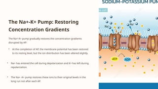 The Na+-K+ Pump: Restoring
Concentration Gradients
The Na+-K+ pump gradually restores the concentration gradients
disrupted by AP:
• At the completion of AP, the membrane potential has been restored
to its resting level, but the ion distribution has been altered slightly.
• Na+ has entered the cell during depolarization and K+ has left during
repolarization.
• The Na+ -K+ pump restores these ions to their original levels in the
long run not after each AP.
 