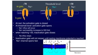 •
•
At rest: the activation gate is closed
At threshold level: activation gate opens
–
–
Na+ influx will occur
Na+ permeability increases to 500 fold
•
•
•
when reaching +30, inactivation gate closes
– Na influx stops
Inactivation gate will not reopen until resting membrane potential is reached
Na+ channel opens fast
outside
inside
-70
Na+
Threshold level
Na+
outside
inside
+30
Na+
m gate
outside
inside
h gate
 