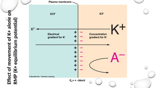 Plasma membrane
ECF ICF
Concentration
gradient for K+
Electrical
gradient for K+
EK+ = –94mV
Effect
of
movement
of
K+
alone
on
RMP
(K+
equilibrium
potential)
 
