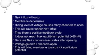 • When Na+ channel opens
• Na+ influx will occur
• Membrane depolarises
• Rising level of voltage causes many channels to open
• This will cause further Na+ influx
• Thus there a positive feedback cycle
• It does not reach Na+ equilibrium potential (+60mV)
• Because Na+ channels inactivates after opening
• Voltage-gated K+ channels open
• This will bring membrane towards K+ equilibrium
potential
 