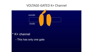 VOLTAGE-GATED K+ Channel
• K+ channel
– This has only one gate
outside
inside
 