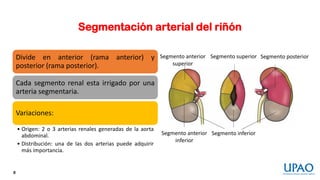4 Irrigación del sistema excretor (1).pdf