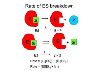 Rate of ES breakdown 
E S E + P 
k2 
ES E + P 
E S E + S 
k-1 
ES E + S 
Rate = (k2 [ES]) + (k-1[ES]) 
Rate = [ES](k2 + k-1) 
 