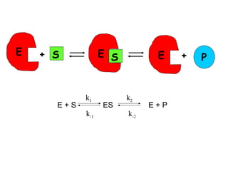 E + S E S E + P 
k1 
k-1 
k2 
k-2 
E + S ES E + P 
 