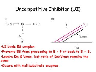 Uncompetitive Inhibitor (UI) 
•UI binds ES complex 
•Prevents ES from proceeding to E + P or back to E + S. 
•Lowers Km & Vmax, but ratio of Km/Vmax remains the 
same 
•Occurs with multisubstrate enzymes 
 