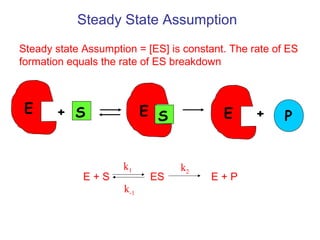 Steady State Assumption 
Steady state Assumption = [ES] is constant. The rate of ES 
formation equals the rate of ES breakdown 
E + S E S E + P 
k1 
k-1 
k2 
E + S ES E + P 
 