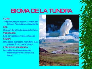 BIOMA DE LA TUNDRA CLIMA: Temperatures per sota 0º la major part de l’any. Precipitacions inexistents. SÓL: Una part del sól esta glaçada tot l’any. VEGETACIÓ: Esta composta de molses i líquens. FAUNA: Hiha ocells migradors, mamífers: rens guineus, llops i ossos blancs. POBLACIONS HUMANES: Les poblacions humanes estan especialitzades en la caça i la pesca. 