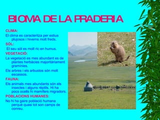 BIOMA DE LA PRADERIA CLIMA: El clima es caracteritza per estius plujosos i hiverns molt freds. SÒL: El seu sòl es molt ric en humus. VEGETACIÓ:   La vegetació es mes abundant es de plantes herbàcies majoritàriament gramínies. Els arbres i els arbustos són molt escassos. FAUNA: Els animals mes abundants són els insectes i alguns rèptils. Hi ha pocs ocells hi mamífers migradors. POBLACIONS HUMANES: No hi ha gaire població humana perquè quasi tot son camps de conreu. 