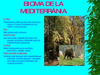 BIOMA DE LA MEDITERRÀNIA CLIMA: Temperatures altes al estiu amb sequeres, i suaus a l’hivern.Precipitacions a la tardor i a la primavera. SÓL: Sòls pobres amb nutrients. VEGETACIÓ: Les comunitats vegetals llenyoses amb poques formacions herbàcies que són majoritàriament gramínies. FAUNA: Molta biodiversitat pocs mamífers grans.Porc, senglar, cabra. POBLACIONS HUMANES: Cultures molt diverses amb característiques comunes. Activitat agrícola i ramadera amb tales de boscos afectades per incendis periòdics. 