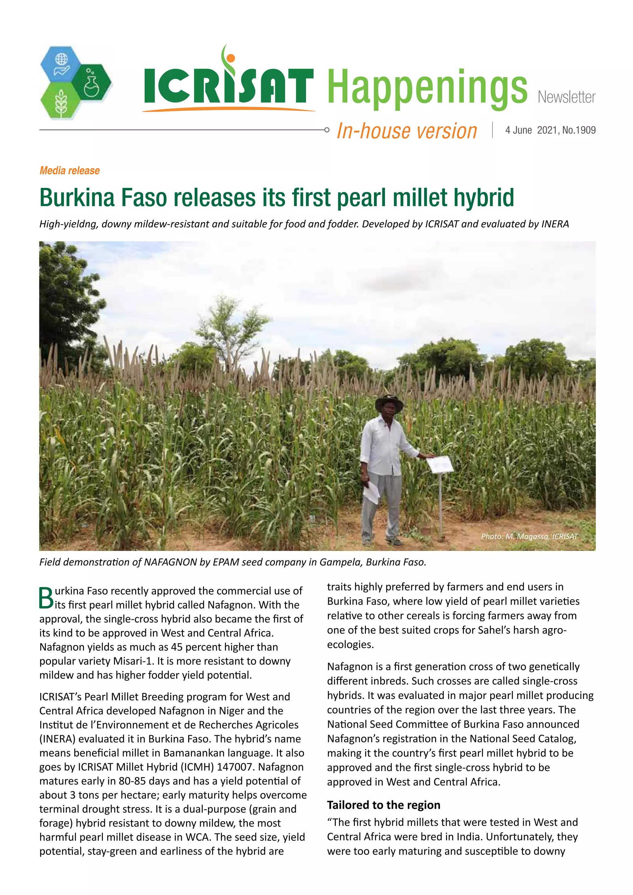 Burkina Faso releases its first pearl millet hybrid | PDF