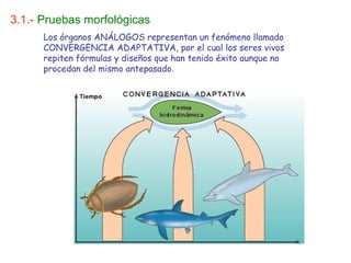 3.1.- Pruebas morfológicas
Los órganos ANÁLOGOS representan un fenómeno llamado
CONVERGENCIA ADAPTATIVA, por el cual los seres vivos
repiten fórmulas y diseños que han tenido éxito aunque no
procedan del mismo antepasado.
 
