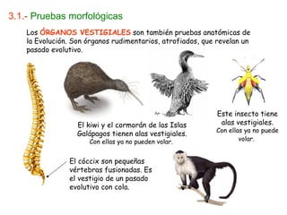 3.1.- Pruebas morfológicas
El kiwi y el cormorán de las Islas
Galápagos tienen alas vestigiales.
Con ellas ya no pueden volar.
El cóccix son pequeñas
vértebras fusionadas. Es
el vestigio de un pasado
evolutivo con cola.
Este insecto tiene
alas vestigiales.
Con ellas ya no puede
volar.
Los ÓRGANOS VESTIGIALES son también pruebas anatómicas de
la Evolución. Son órganos rudimentarios, atrofiados, que revelan un
pasado evolutivo.
 