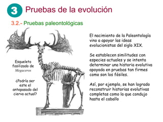 3 Pruebas de la evolución
3.2.- Pruebas paleontológicas
¿Podría ser
este el
antepasado del
ciervo actual?
Esqueleto
fosilizado de
Megaceros
El nacimiento de la Paleontología
vino a apoyar las ideas
evolucionistas del siglo XIX.
Se establecen similitudes con
especies actuales y se intenta
determinar una historia evolutiva
apoyada en pruebas tan firmes
como son los fósiles.
Así, por ejemplo, se han logrado
reconstruir historias evolutivas
completas como la que condujo
hasta el caballo
 