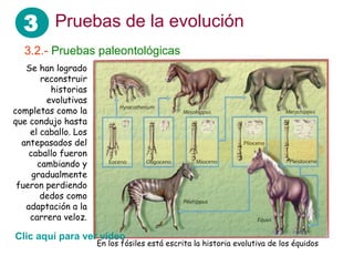 3 Pruebas de la evolución
3.2.- Pruebas paleontológicas
Se han logrado
reconstruir
historias
evolutivas
completas como la
que condujo hasta
el caballo. Los
antepasados del
caballo fueron
cambiando y
gradualmente
fueron perdiendo
dedos como
adaptación a la
carrera veloz.
En los fósiles está escrita la historia evolutiva de los équidos
Clic aquí para ver vídeo
 
