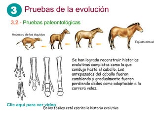 3 Pruebas de la evolución
3.2.- Pruebas paleontológicas
Se han logrado reconstruir historias
evolutivas completas como la que
condujo hasta el caballo. Los
antepasados del caballo fueron
cambiando y gradualmente fueron
perdiendo dedos como adaptación a la
carrera veloz.
Équido actual
Ancestro de los équidos
En los fósiles está escrita la historia evolutiva
Clic aquí para ver vídeo
 