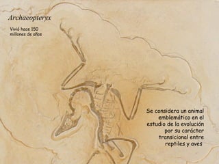 Archaeopteryx
Se considera un animal
emblemático en el
estudio de la evolución
por su carácter
transicional entre
reptiles y aves
Vivió hace 150
millones de años
 