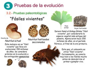 3 Pruebas de la evolución
3.2.- Pruebas paleontológicas
Darwin llamó al Ginkgo Biloba "fósil
viviente", por considerarlo la
especie vegetal más antigua del
planeta. Aparecieron hace 250
millones de años, en el período
Pérmico, al final de la era primaria.
“Fósiles vivientes”
Nautilus actual
Nautilus fosilizados
seccionados
Este pez, el celacanto es
otros “fósil viviente”.
Curiosamente, se conocía
muy bien a los fósiles mucho
antes de descubrirse el
primer ejemplar vivo.
Este molusco es un “fósil
viviente” que lleva sin
evolucionar 150 millones
de años. Se considera
próximo en la evolución a
los extinguidos ammonites
Hojas fosilizadas
Concha de
Hoja
actual
 
