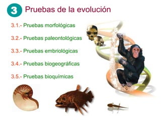 3 Pruebas de la evolución
3.1.- Pruebas morfológicas
3.2.- Pruebas paleontológicas
3.3.- Pruebas embriológicas
3.4.- Pruebas biogeográficas
3.5.- Pruebas bioquímicas
 